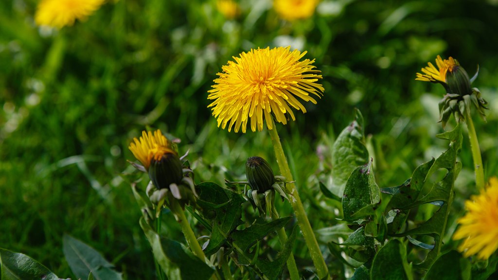 Photo of dandelions