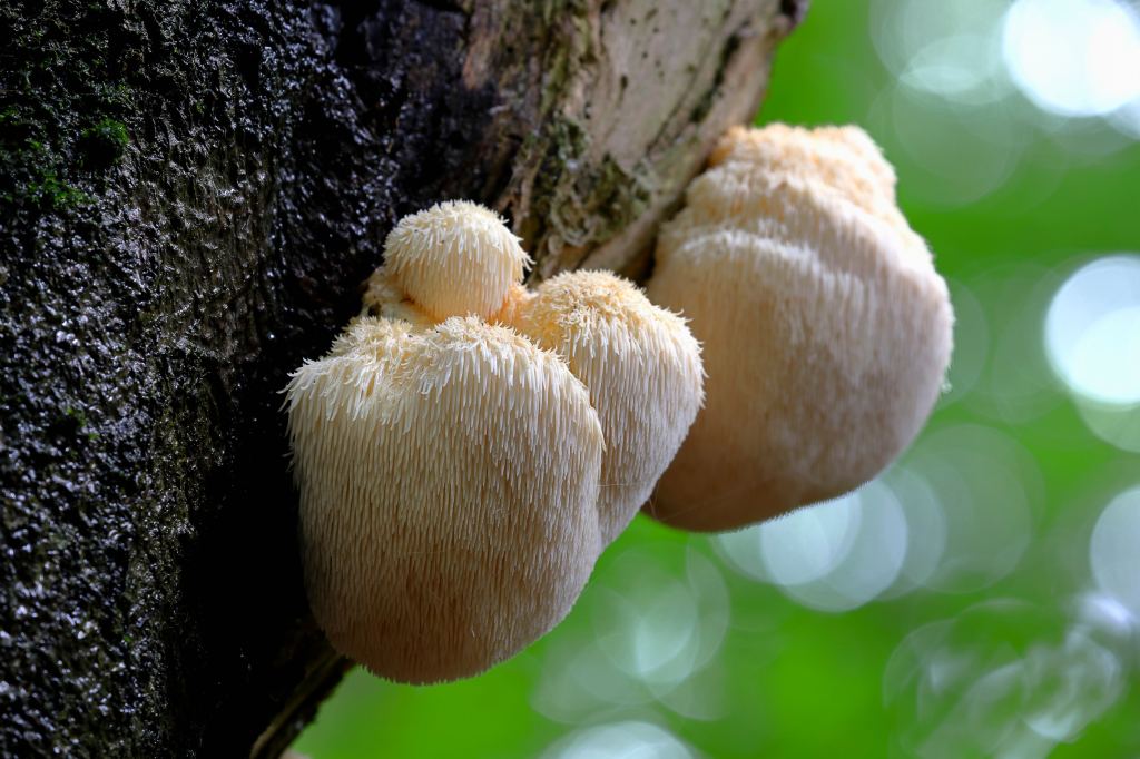 Mushroom,Lion’s,Mane,,Hericium,Erinaceus