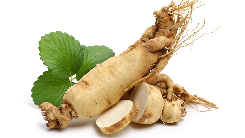Root of the ginseng plant