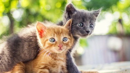 Two adorable kittens playing together.Kittens outdoor.