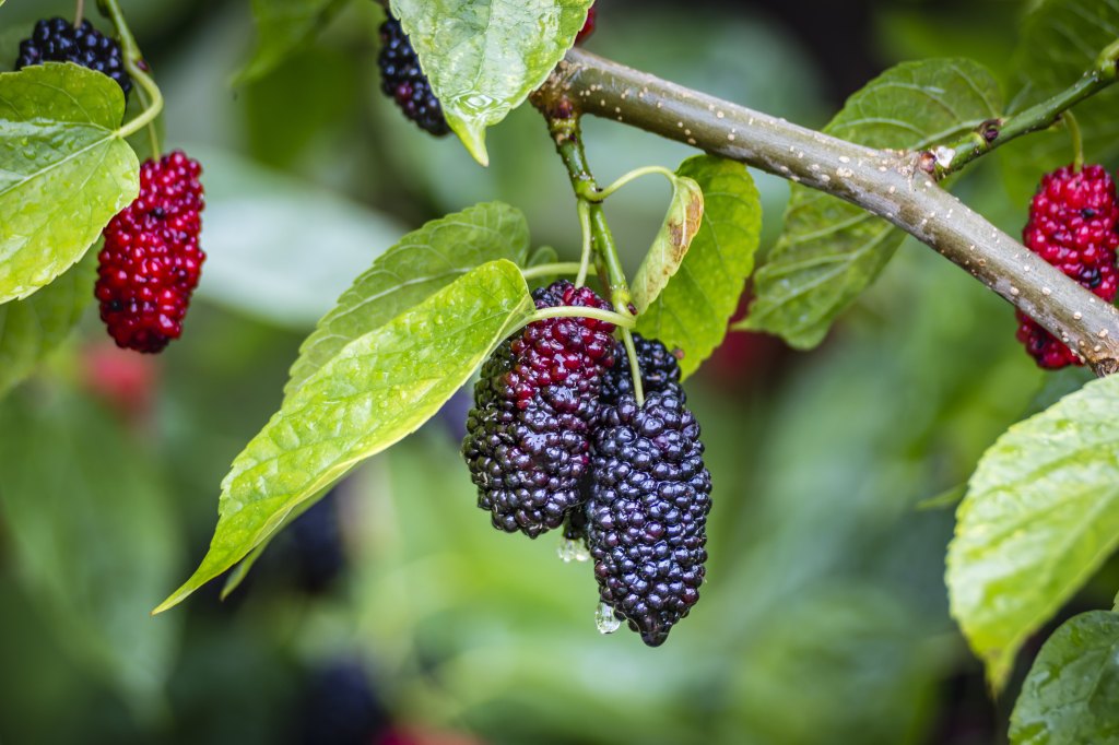 Mulberry plant