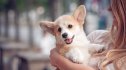 Woman holding smiling Corgi
