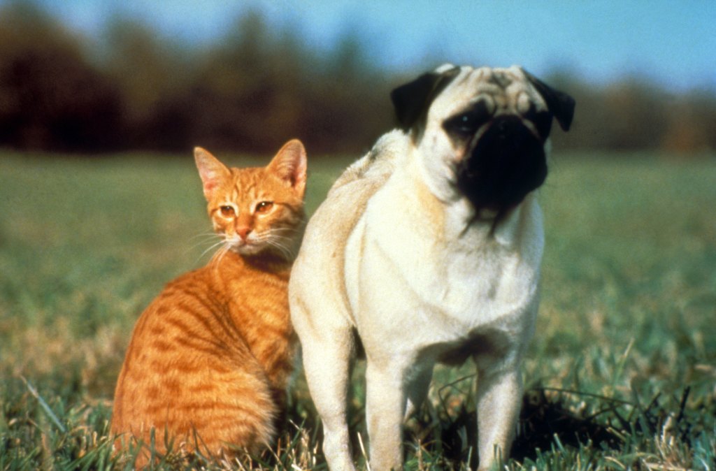 Adventures Of Milo & Otis