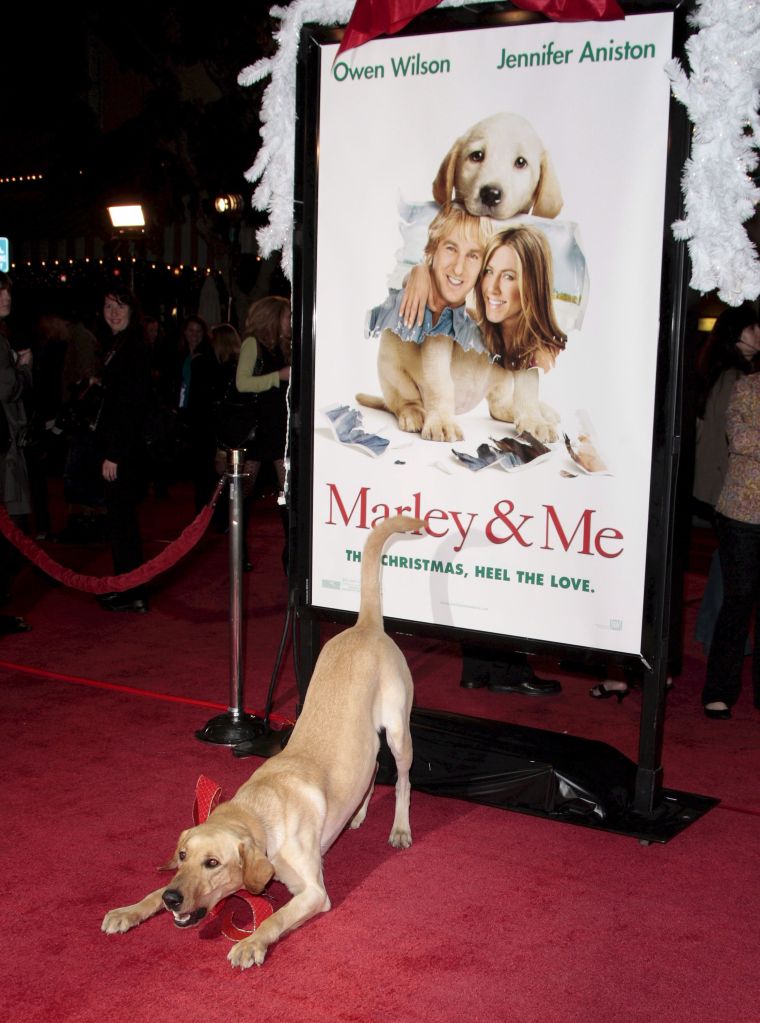 Clive the Dog From 'Marley & Me' at the Premiere of Us Director David Frankel's Film 'Marley & Me' in Los Angeles California Usa 11 December 2008 'Marley & Me' is the Story of a Family That Learns Important Life Lessons From Their Adorable But Naughty and Neurotic Dog