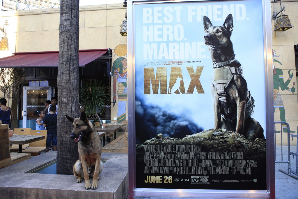 Us Canine Actor/cast Member Max the Dog Arrives For the Los Angeles Premiere of Warner Bros' Pictures and Metro-goldwyn-mayer Pictures 'Max' at the Egyptian Theatre in Hollywood Los Angeles California Usa 23 June 2015 the Movie Opens in the Usa on 26 June 2015 United States Los Angeles