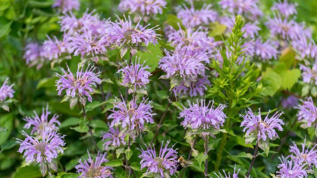 Plants for butterfly garden (Wild Bergamot Monarda fistulosa)