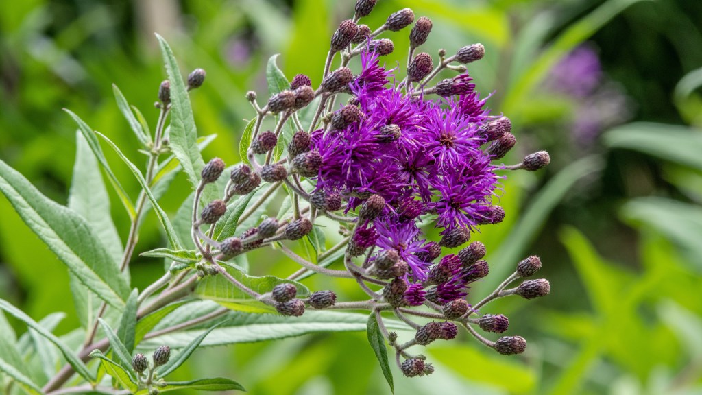 Plants for butterfly garden (Giant Ironweed Vernonia gigantea)