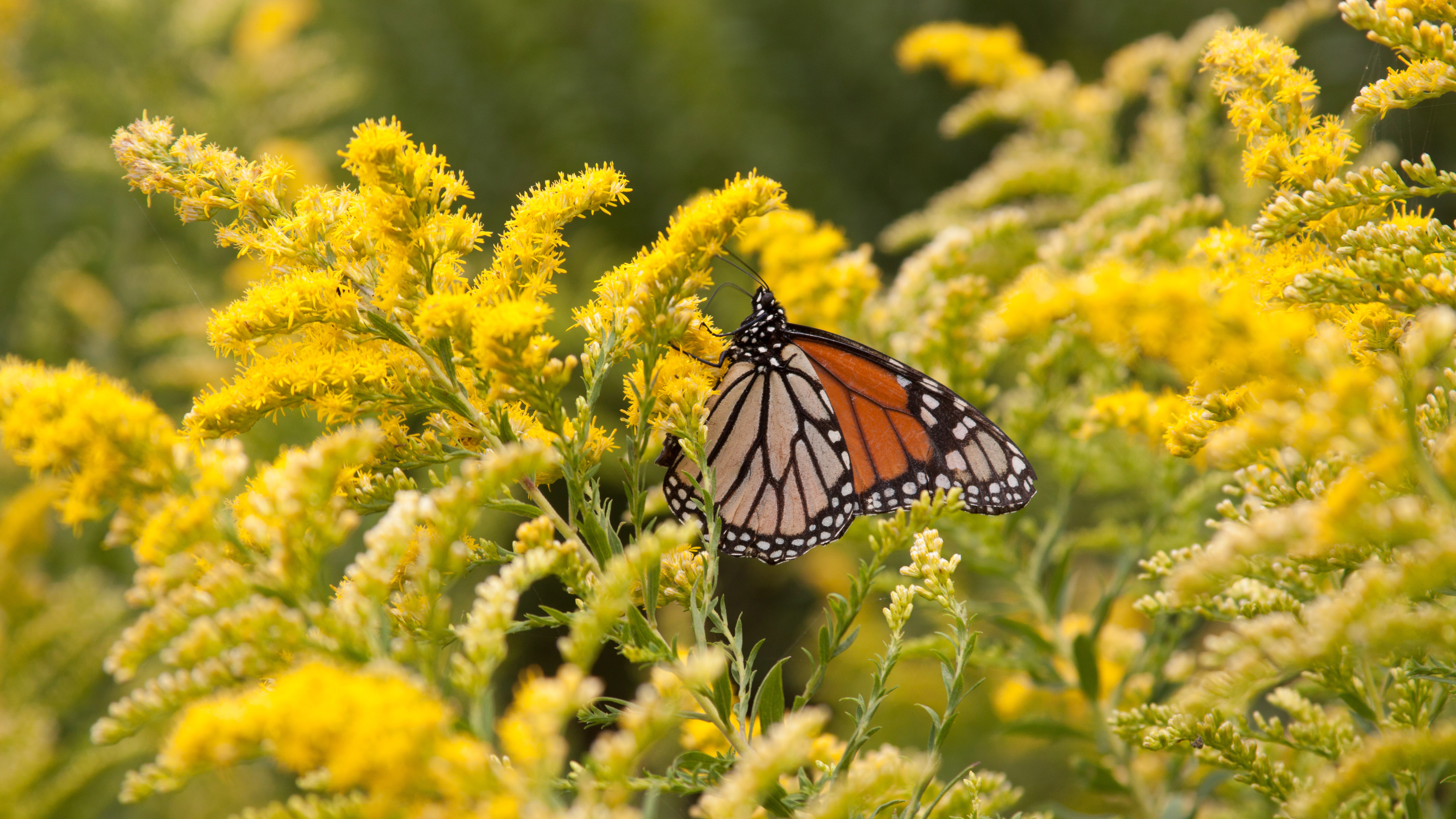 Plants for a butterfly garden (Zigzag Goldenrod Solidago flexicaulis)