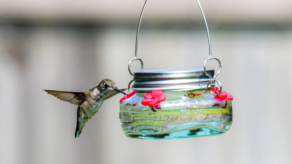 A hummingbird at a Mason jar feeder