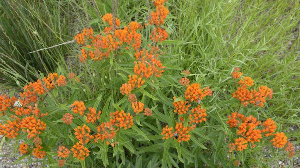 Plants for butterfly garden (Butterfly Weed Asclepias tuberosa)