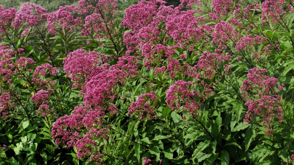 Plants for butterfly garden (Purple Joe-Pye Weed Eutrochium purpureum)