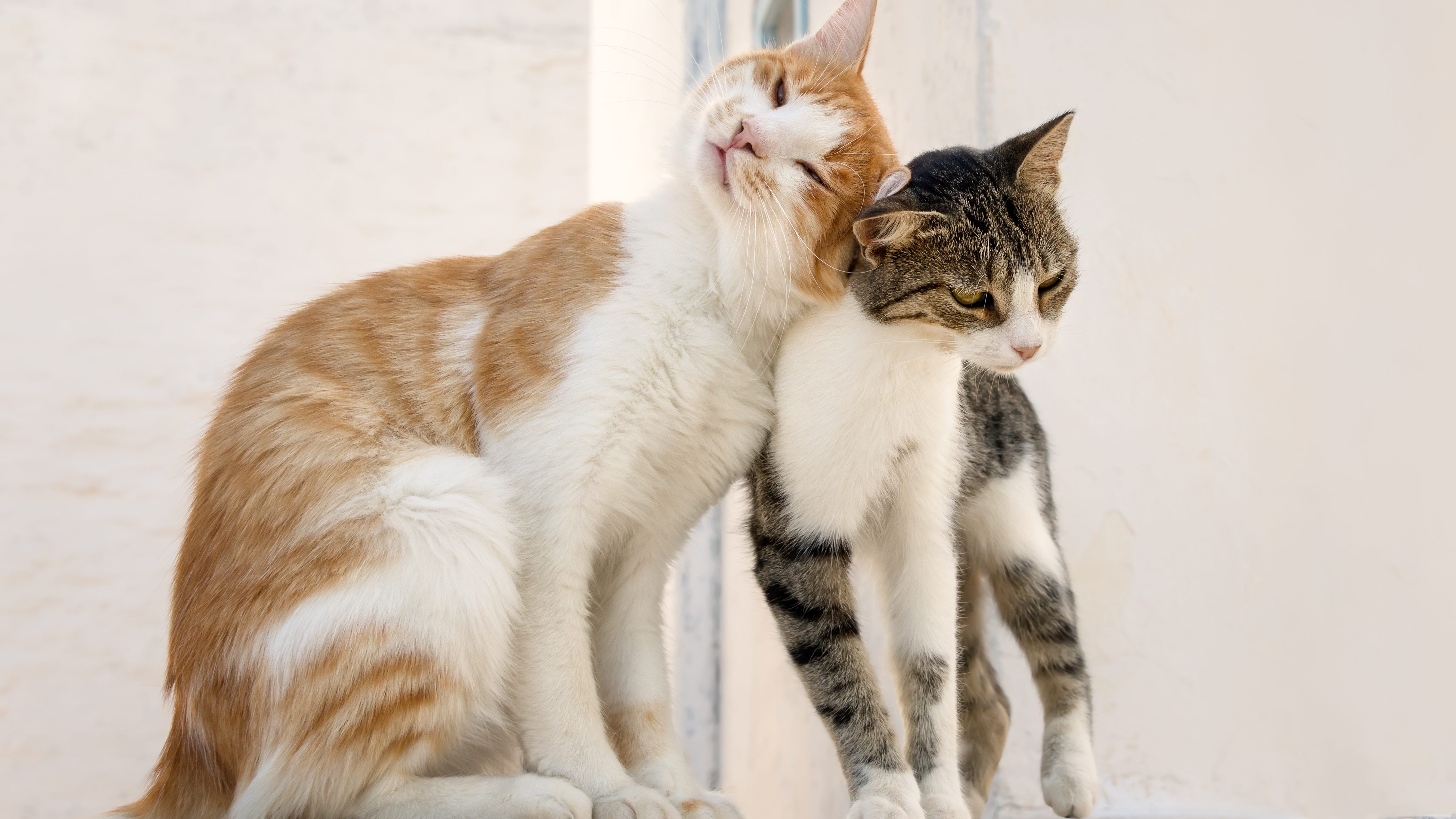 Two cute cats nuzzling