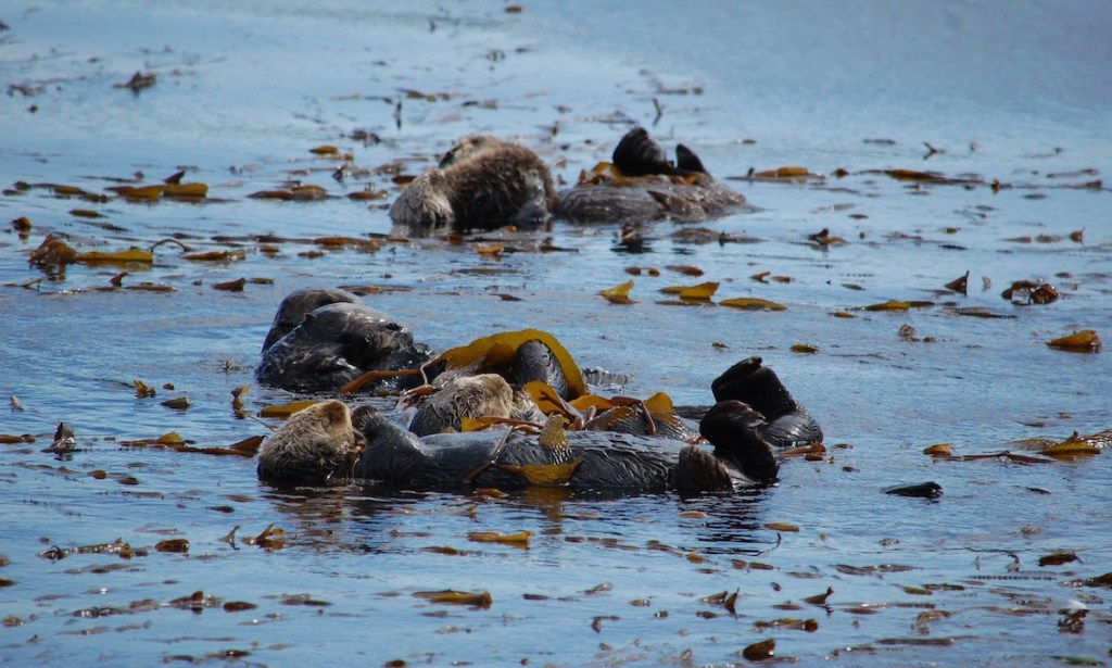 Sea otters floating on their backs
