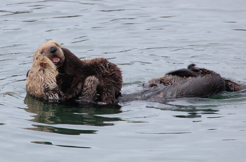 Sea otters playing