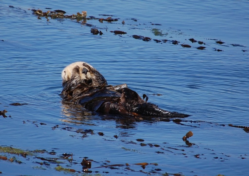 Sea otter floating in kelp with paws over eyes