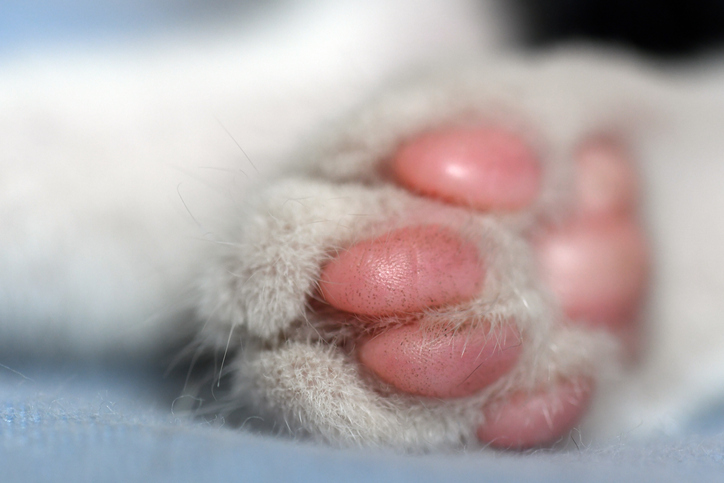 closeup cat paw