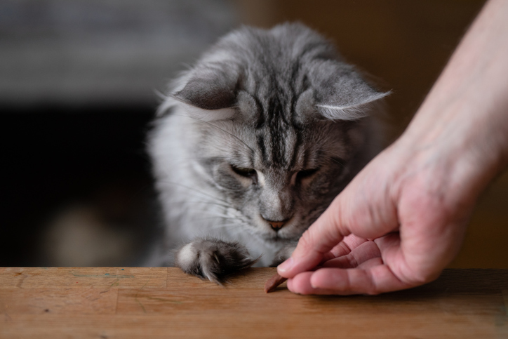 a hand giving a grey fluffy cat a small treat