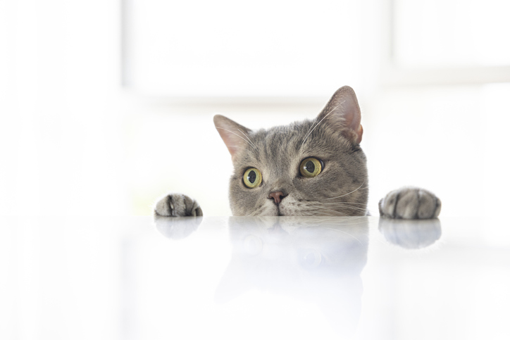 grey cat peering over the edge of a white table