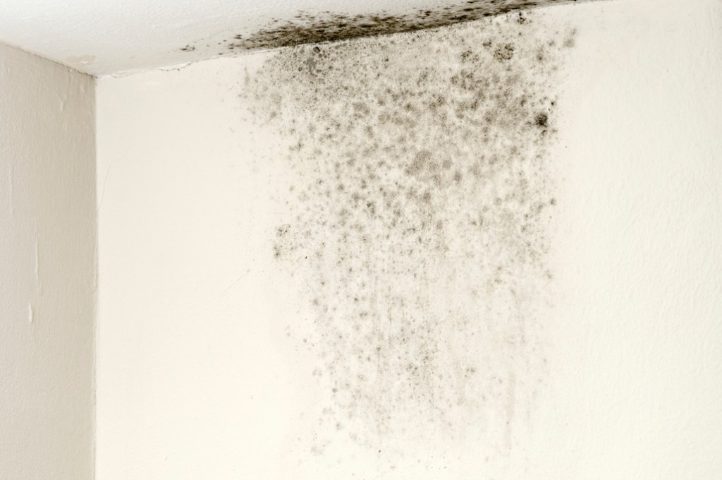  mold on ceiling on a white wall 