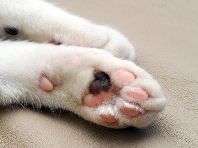 close up cat paw