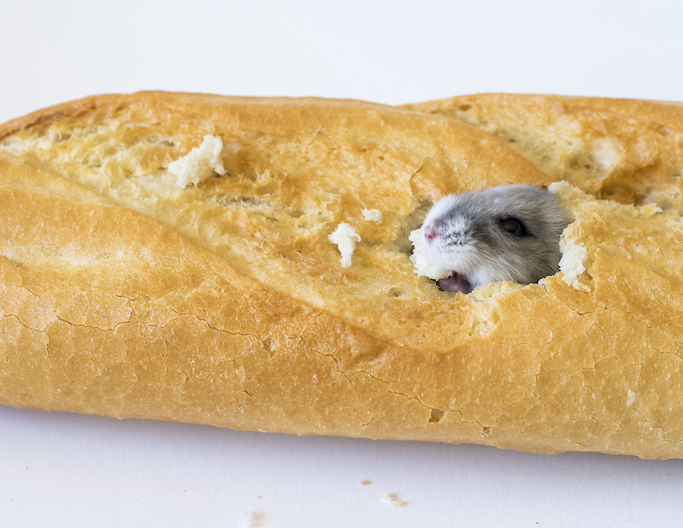Mouse eating through a piece of bread