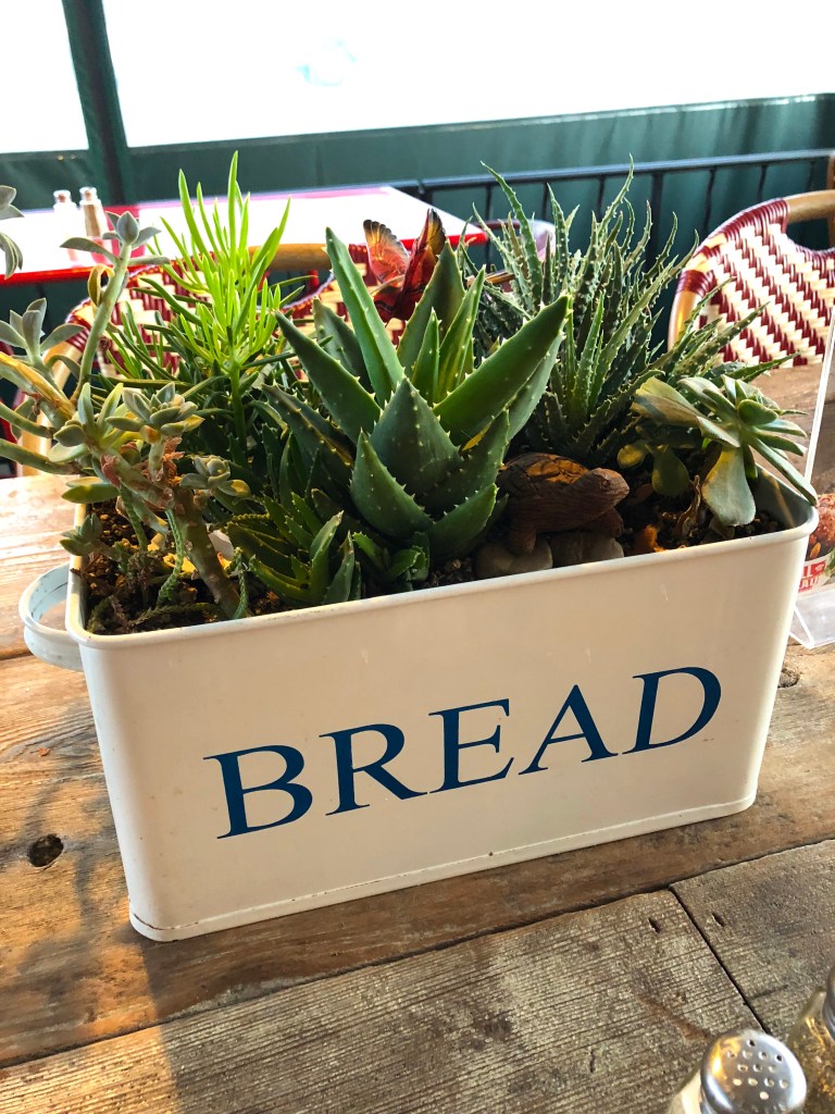 Bread bin with succulent plants in it