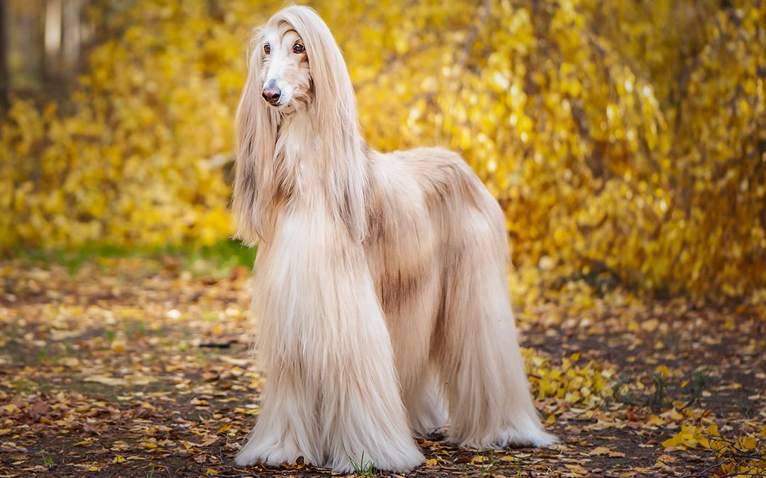 Afghan hound standing outside