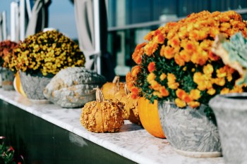 A countertop covered with fall items including orange pumpkins and gourds and yellow and orange mums.