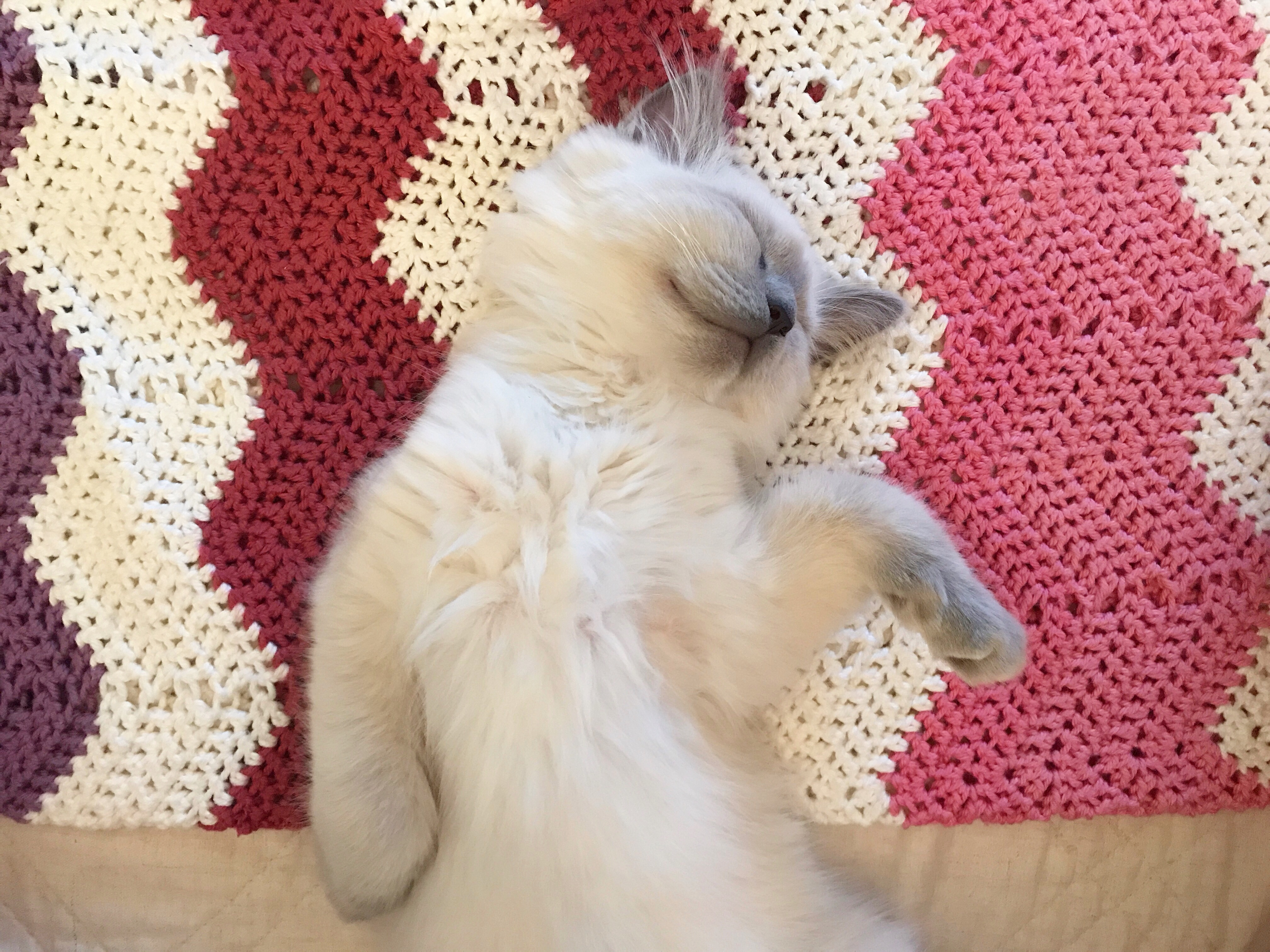 kitten laying on a crichet blanket