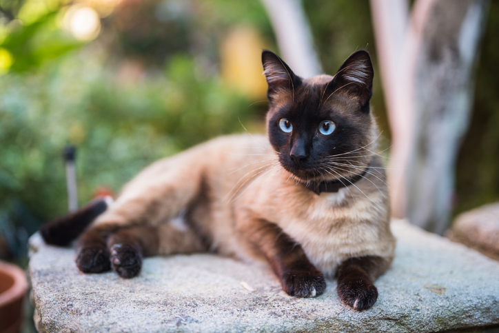 Siamese cat laying on a rock