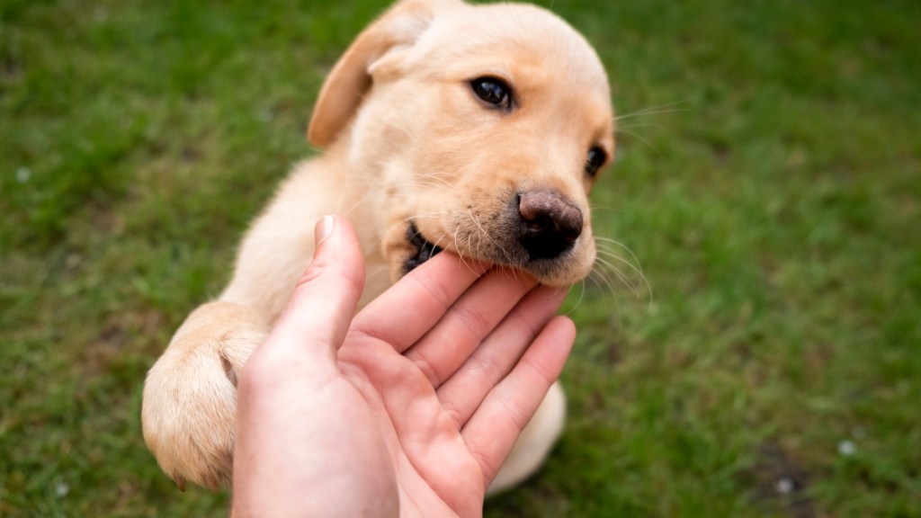 dog nibbling on owners hand
