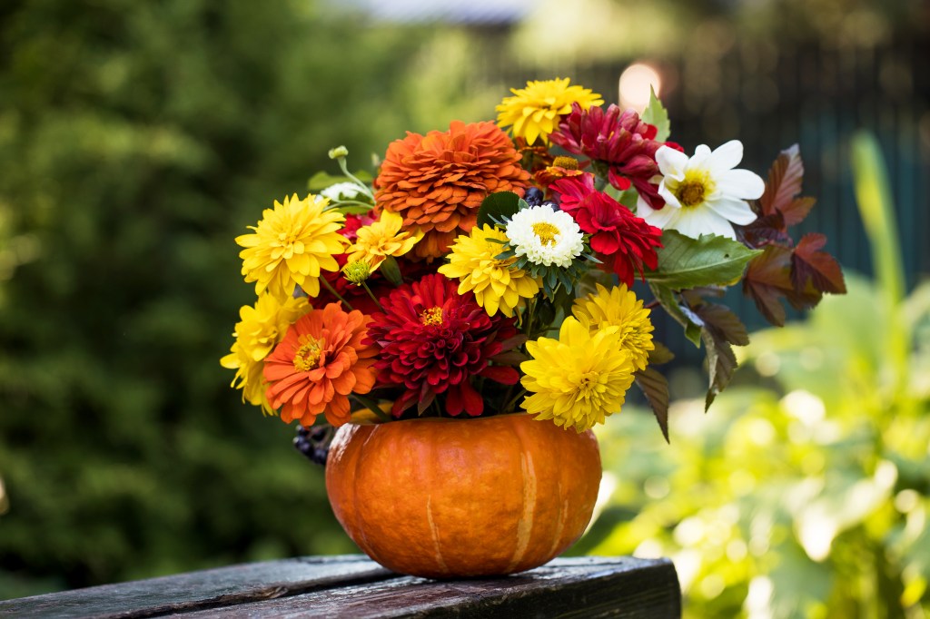 Fall picnic ideas: a pumpkin hollowed out and filled with colorful fall flowers sitting on a wooden surface outside 
