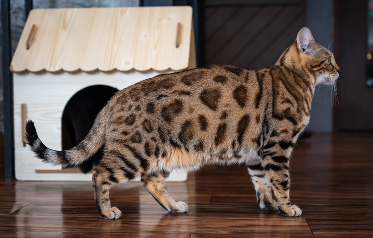 Side view of domestic bengal cat 