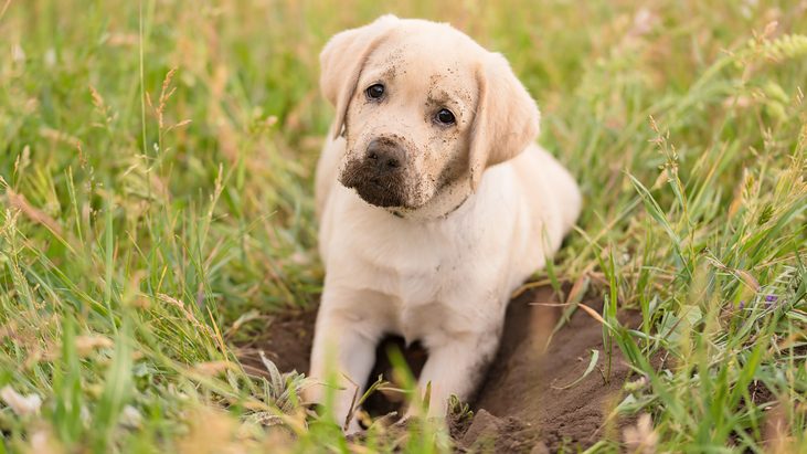 Puppy dog dirty from digging