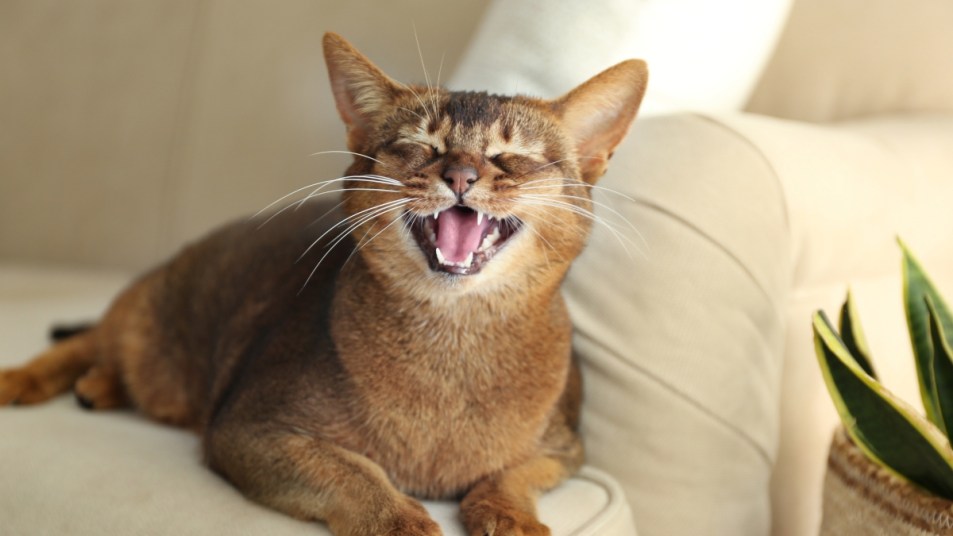 happy cat trilling on sofa