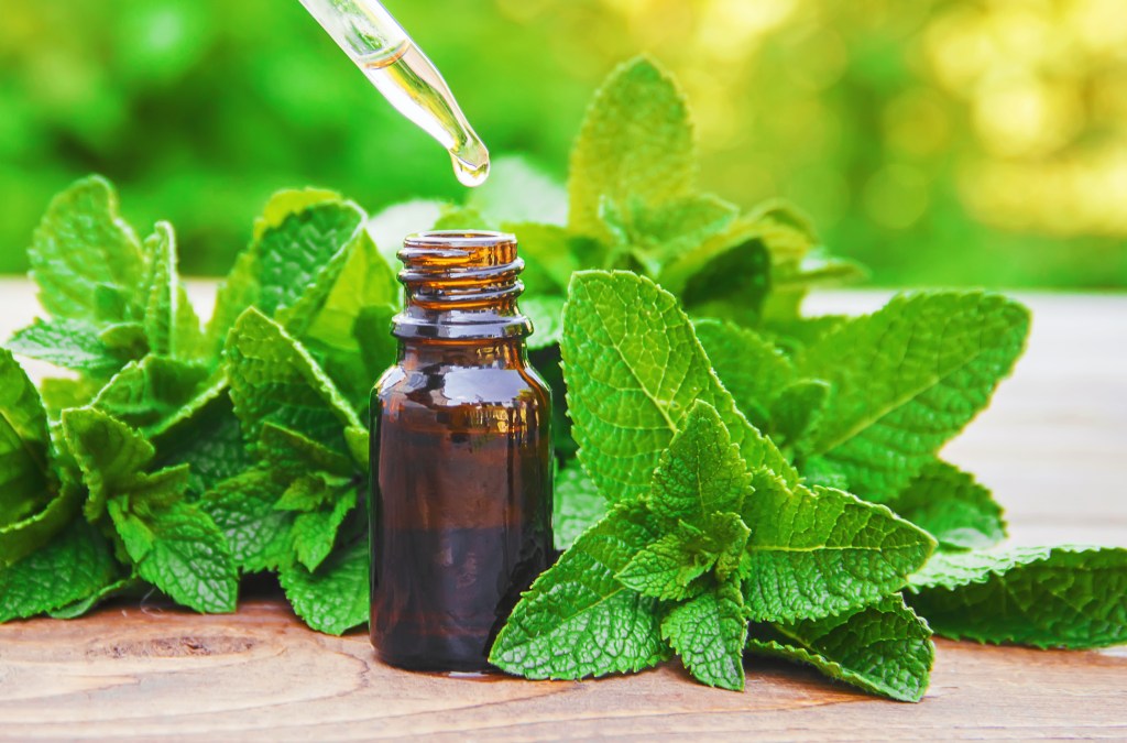 Peppermint leaves next to peppermint essential oil.
