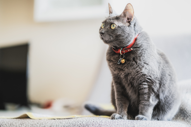 Russian blue cat with red collar