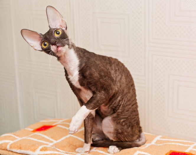Brown Cornish Rex cat sitting with cocked head and green eyes