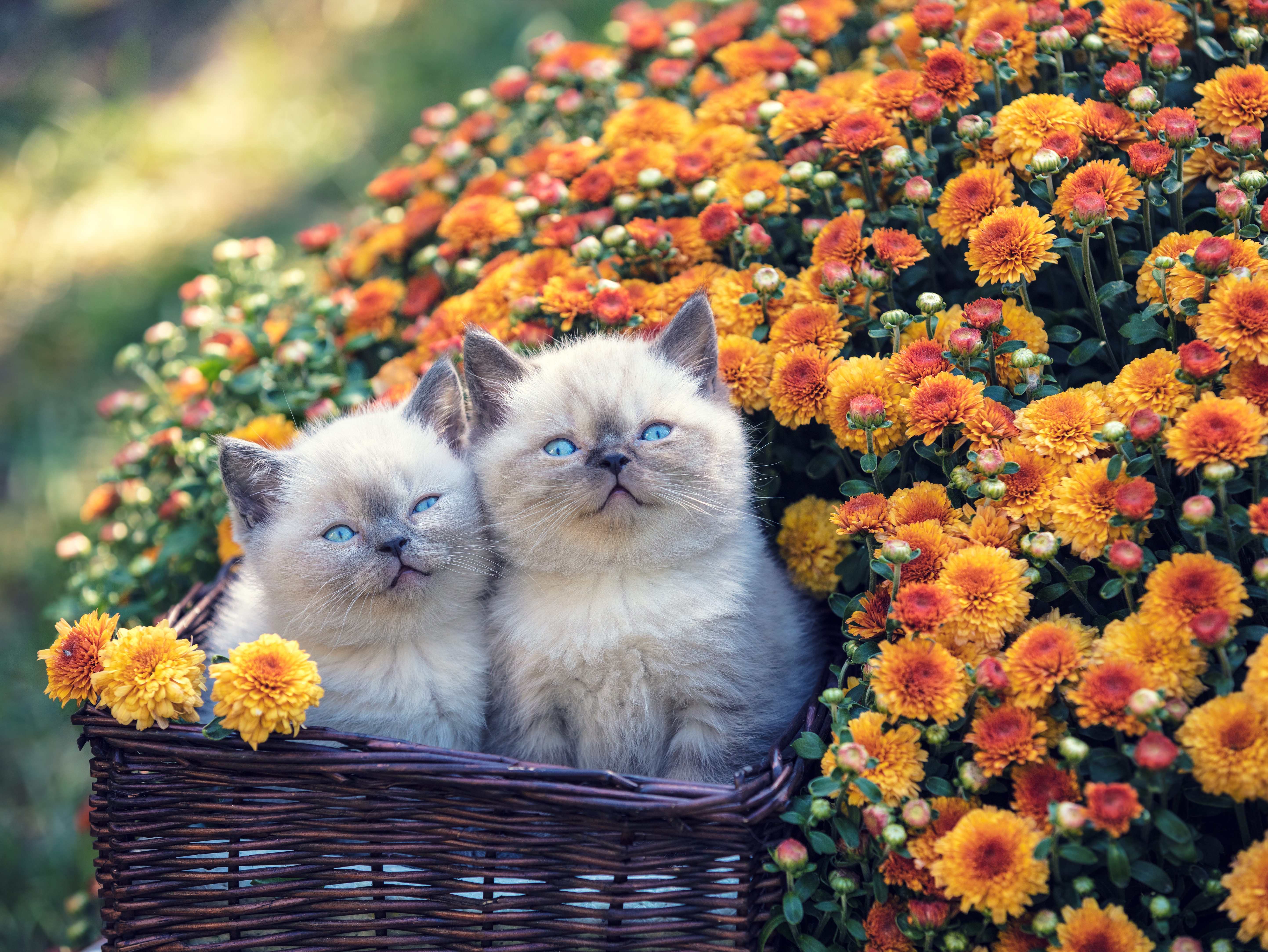 Two cute little kittens in a basket in a garden near orange chrysanthemum flowers