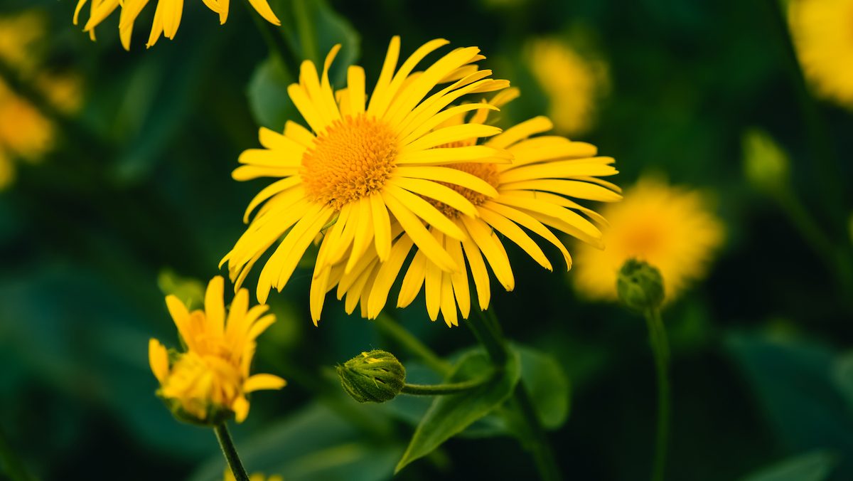 Close-up of arnica flowers used to make arnica cream
