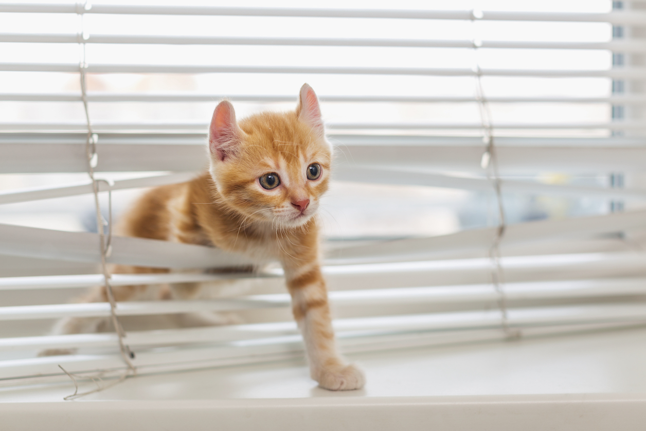 Red kitten tangled in vinyl window blinds, how to clean blinds