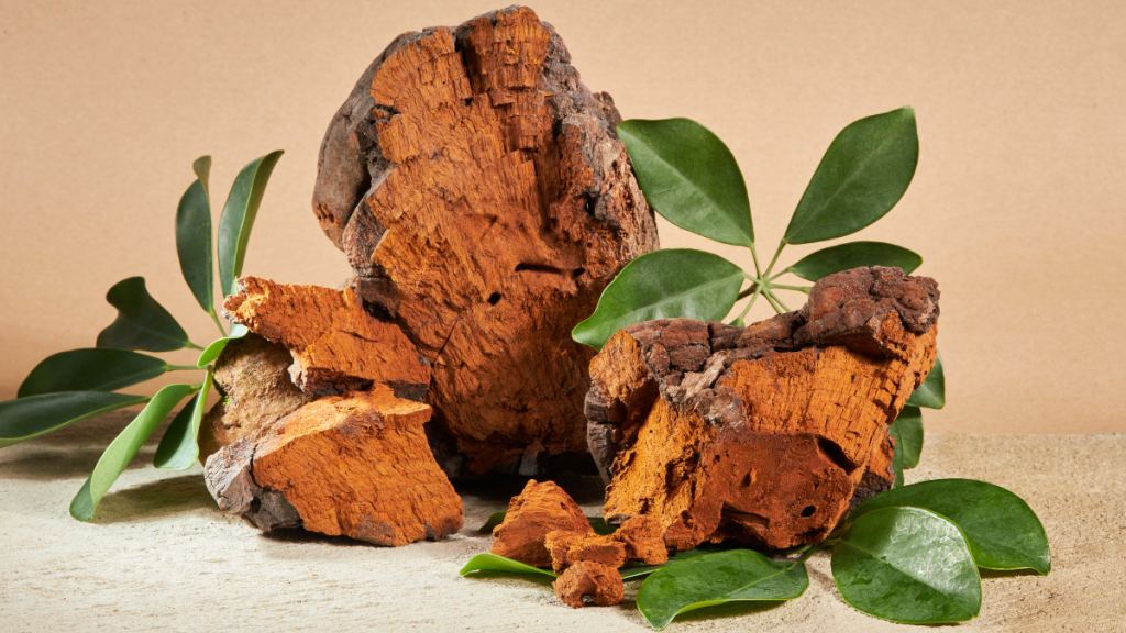 Chaga mushrooms beside green leaves, which can be used to make tea