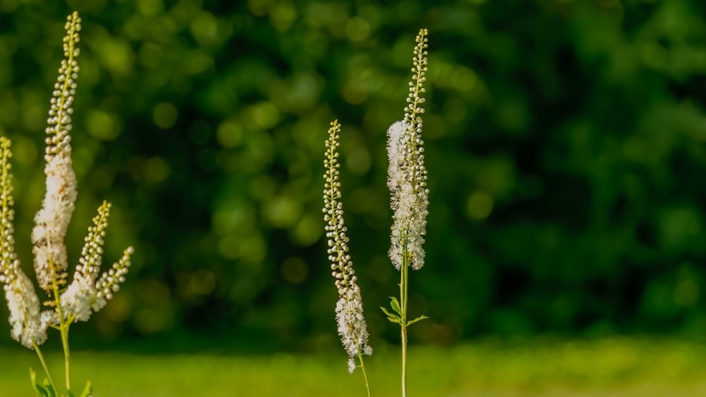 black cohosh, which is one of the 7 best natural menopause treatments that work