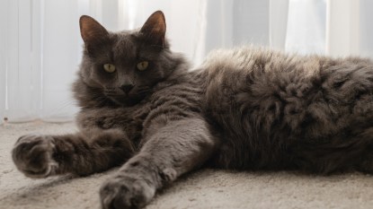 A cat on clean carpet after knowing how to get cat pee out of carpet