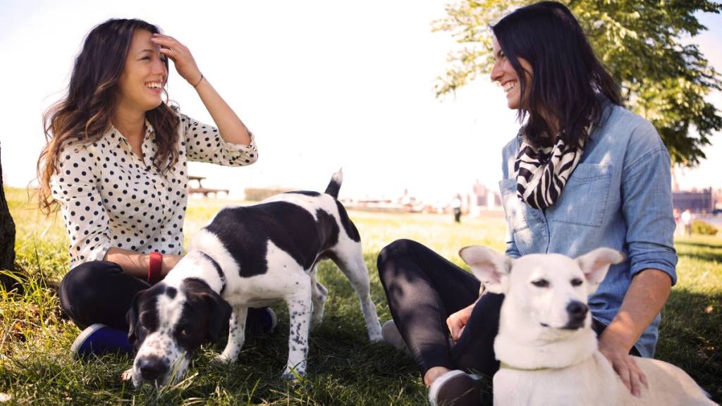jobs working with animals: Happy women with dogs talking while resting on grassy field at park against clear sky - stock photo
