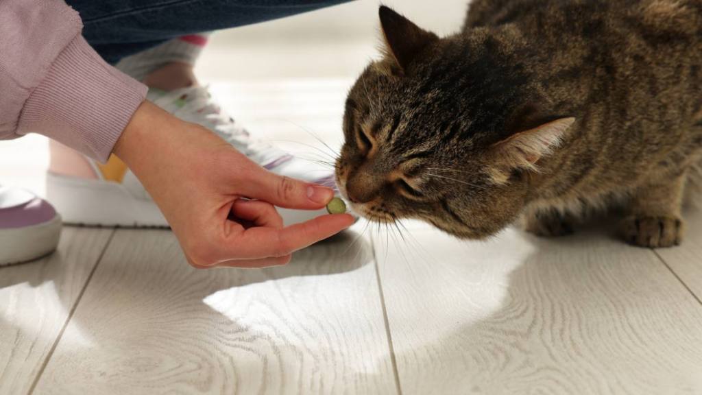 How to get rid of fleas on kittens: Woman giving pill to cute cat indoors, closeup. Vitamins for animal