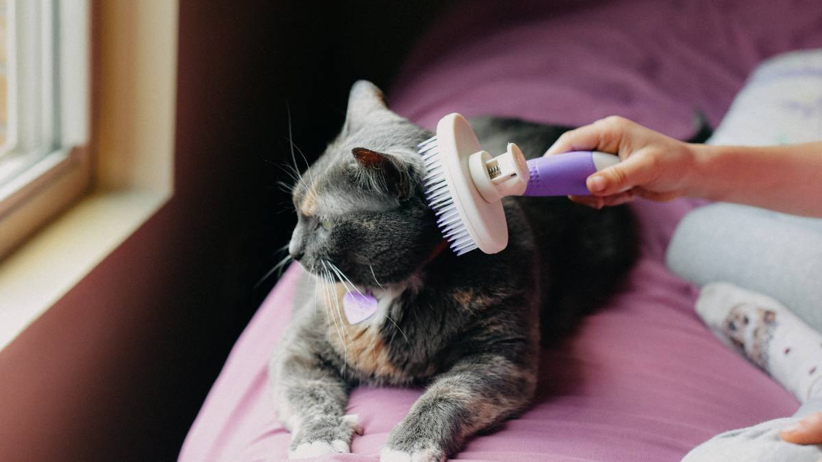 Picture of How to Get Rid of Fleas on Kittens Safely | Woman's World