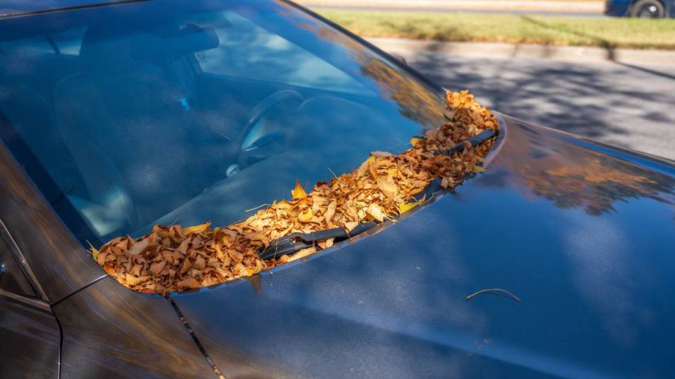 How to remove tree sap from car: Leaf fall on the windshield