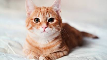 How to get rid of fleas on kittens: A homeless little ginger kitty, similar to a little fox in a shelter, looks at the camera, looking for a house, volunteers help animals