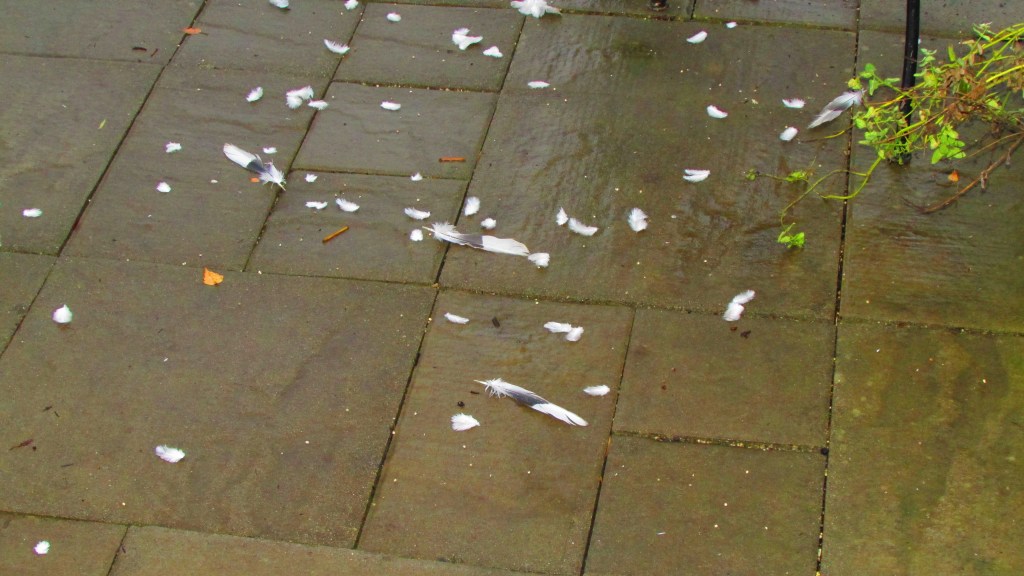 Dove feathers fell on Ricci's back patio after hundreds of doves flew around the day after Brandt passed